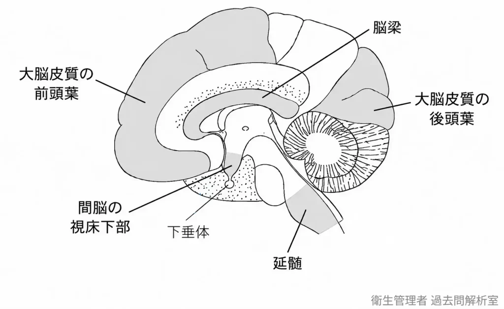 脳の正縦断面